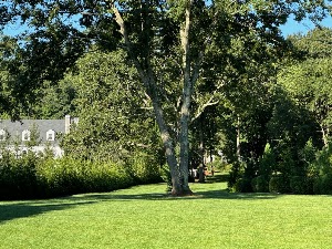 Organic Nature Lawn Care place picture