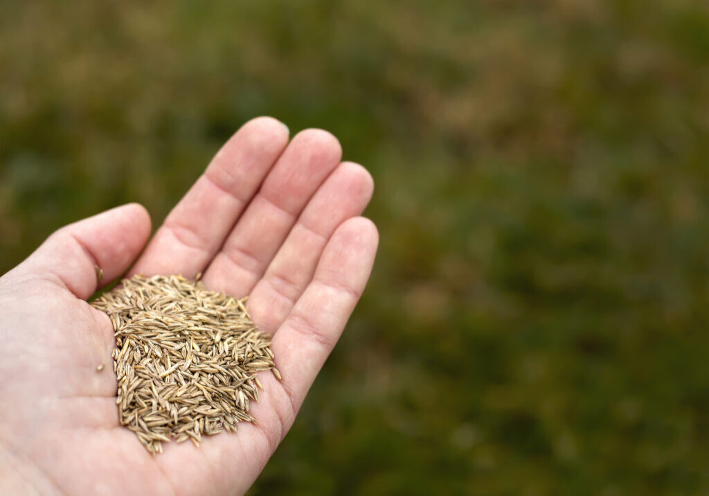 Grass seeds in a hand on green background. Spring garden, gardening, seeding concept.