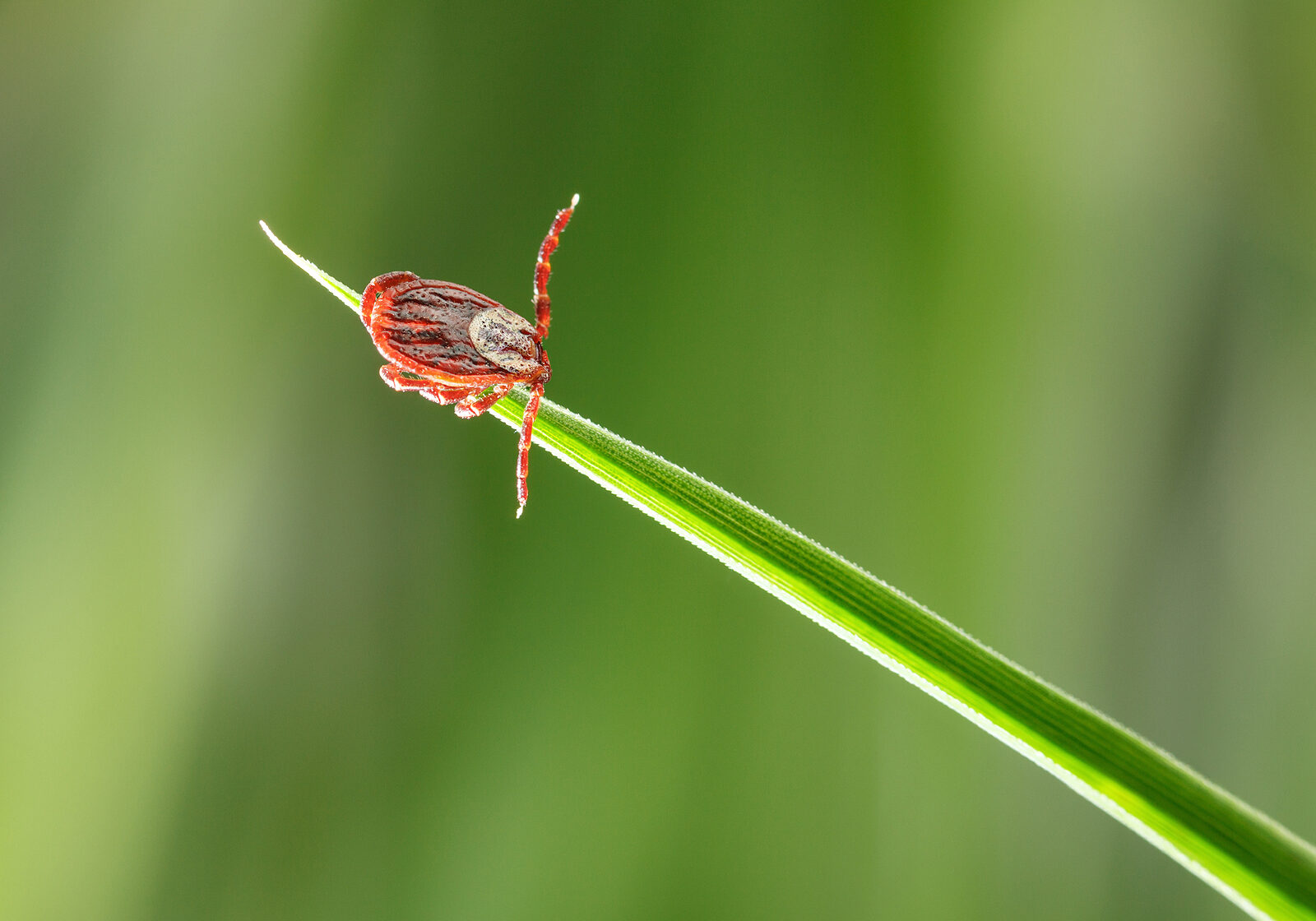 Macro of bloodsucker vermin tick Dermacentor variabilis (American Levi tick or dog tick) lie in wait for host animal on grass blade in spring