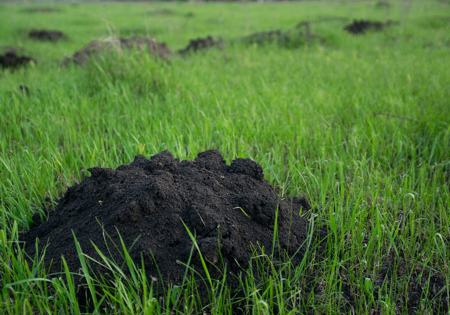 Mole hills on green grass. Close up