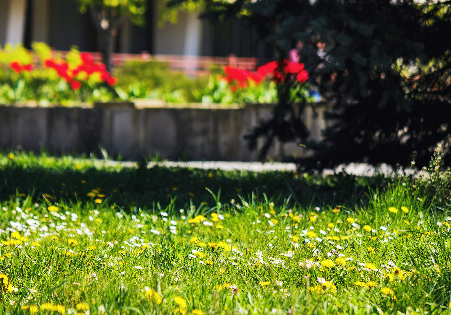 weeds among the grass in the garden. lawn care concept