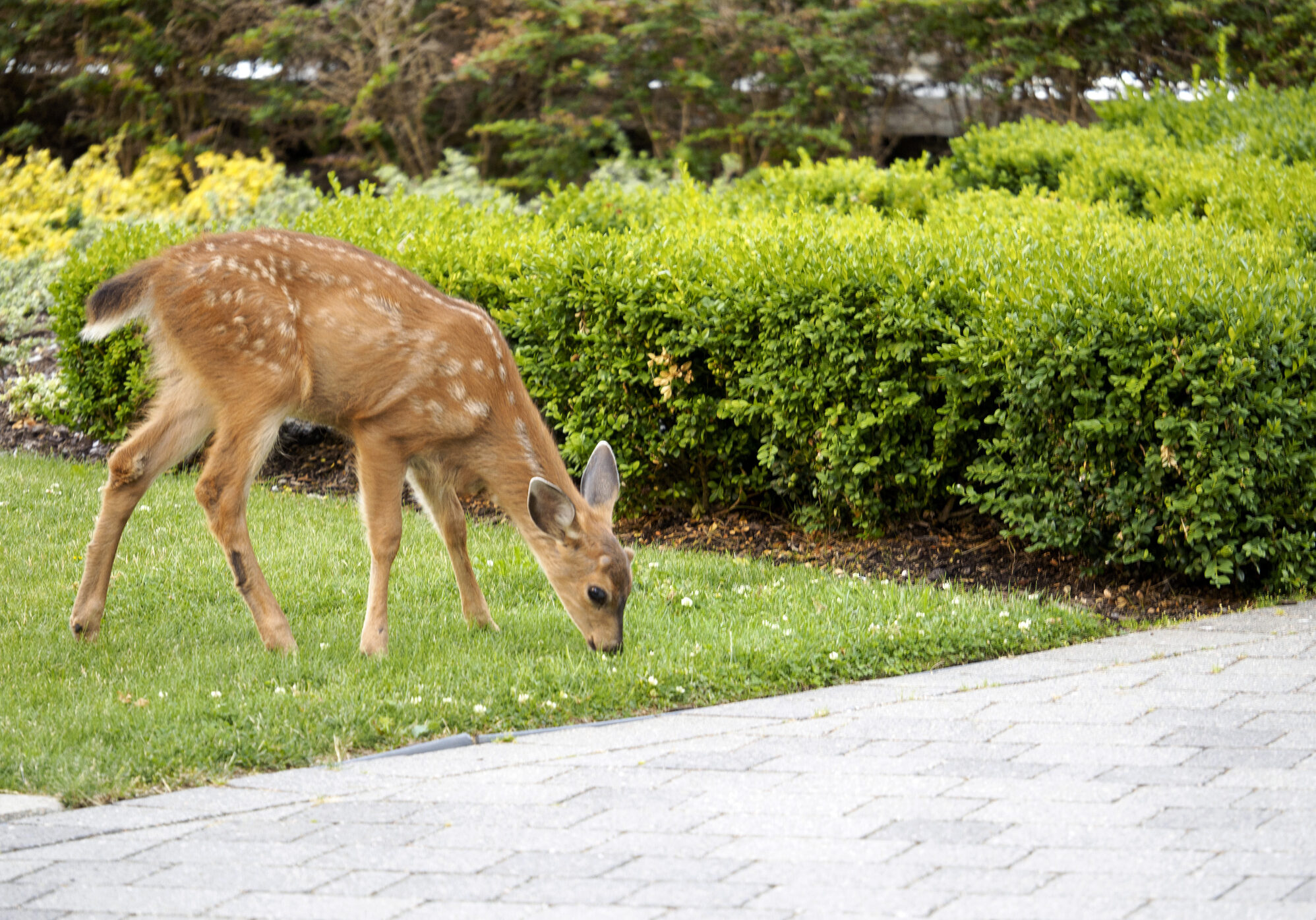 Baby deer still with white spots, enjoying some green grass