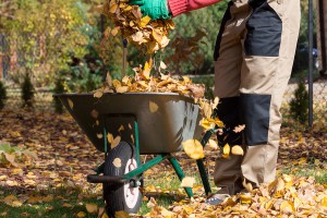 Wheelbarrow on the backyard full of yellow leaves