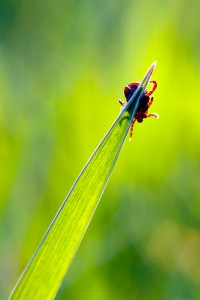 tick waiting victim on blade of grass