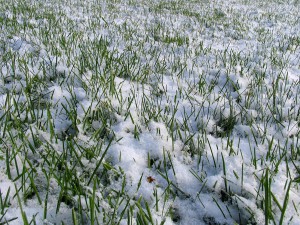 green grass under the snow